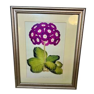 Auricula “Charles Perry” Framed and Matted Print 16” x12”